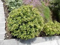 Ilex.webp