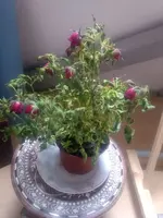 WhatsApp Image 2020-05-25 at 12.25.29.webp