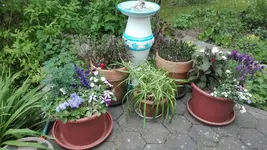 IMG_20200516_131614.jpg