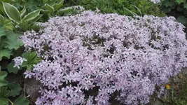 IMG_20200516_131715.webp
