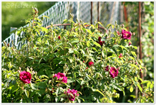 Rosen Tuscany 1.jpg