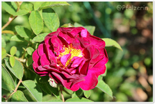 Rosen Tuscany 2.jpg
