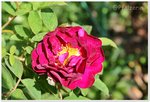 Rosen Tuscany 2.jpg