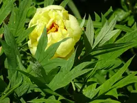 DSC01035.webp