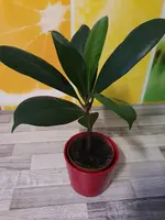 20200525_194802.webp