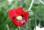 Mohn0816.JPG