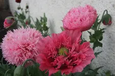 Mohn5019.webp