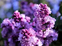 image003.jpg