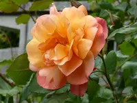 P1000425.webp