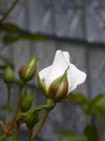 P1000427.webp