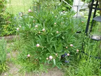 P1000429.webp