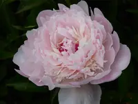 P1000434.webp