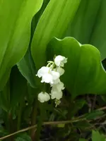 P1000437.webp