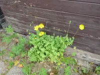 P1000441.webp