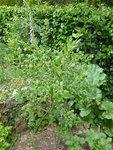 P1000442.JPG