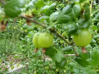 P1000443.webp