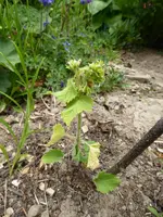 P1000450.webp