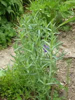 P1000451.webp