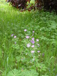 P1000459.JPG