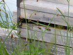 P1000464.JPG