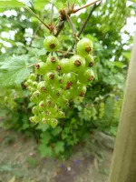 P1000470.webp