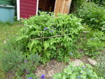 P1000511.JPG