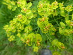 P1000515.JPG