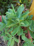 20200526_180915.jpg