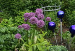 Allium  0420.JPG