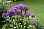 Allium  0620.JPG