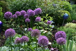 Allium  0720.JPG