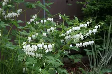 Tränendes Herz0520.webp