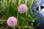 Allium0917.JPG