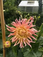 2018-06-26 Nachbarin schlüpferfarben.webp