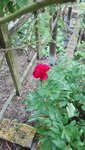 IMG_20200525_161826.jpg