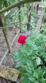 IMG_20200525_161826.jpg