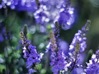 image001.webp