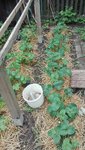 IMG_20200525_161907.jpg