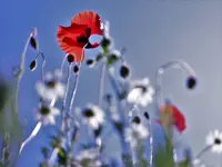 image009.webp