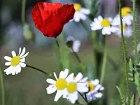 image015.webp