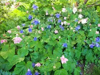 DSCF3575 (2).webp