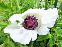 DSCF3552 (2).webp