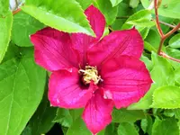 DSCF3554 (2).webp