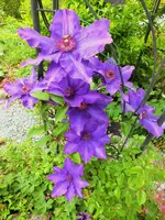 DSCF3555 (2).webp