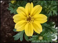 c077.webp