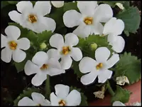 c078.webp