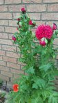 20200527_130556.jpg