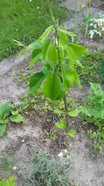 20200527_130915.webp