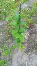 20200527_130949.webp