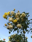 20200527_170927.jpg